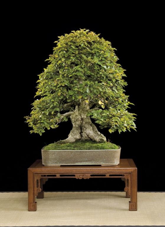 Bonsai, cay canh nghe thuat, cây cảnh nghệ thuật, cay the, cây thế, triển lãm bonsai, trien lam bonsai, triển lãm cây thế, trien lam cay the